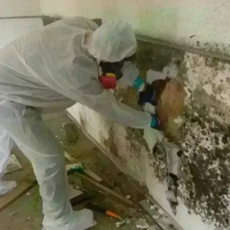 Mold Remediation and Removal in Belle Plaine, WI